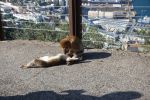 PICTURES/Gibraltar - The Rock & Monkeys/t_DSC00996.JPG